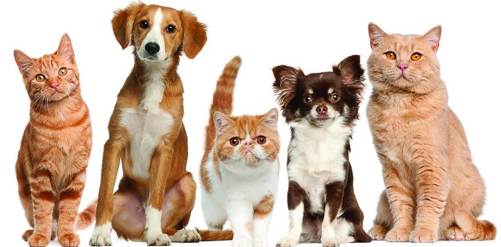 Доска объявлений о животных | ЗооТом - продажа, вязка и услуги для животных в Кеми