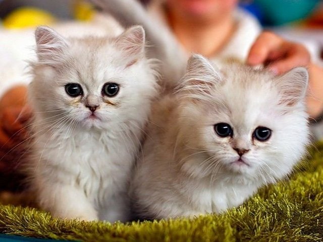 Породы кошек в Кеми | ЗооТом портал о животных