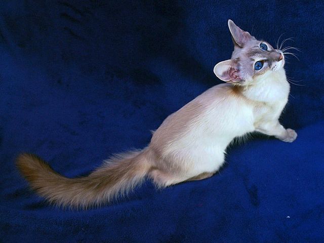 Выведенные породы кошек в Кеми | ЗооТом портал о животных
