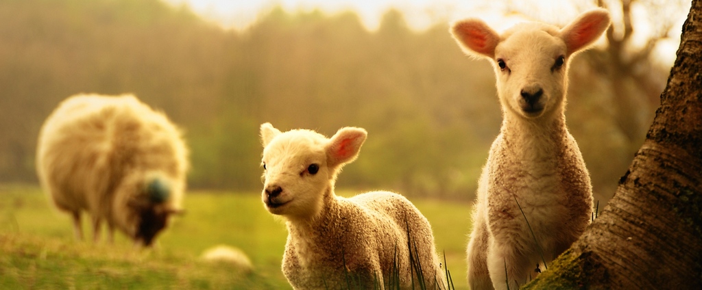 Объявления о сельскохозяйственных животных | ЗооТом - продажа, вязка и услуги для животных в Кеми