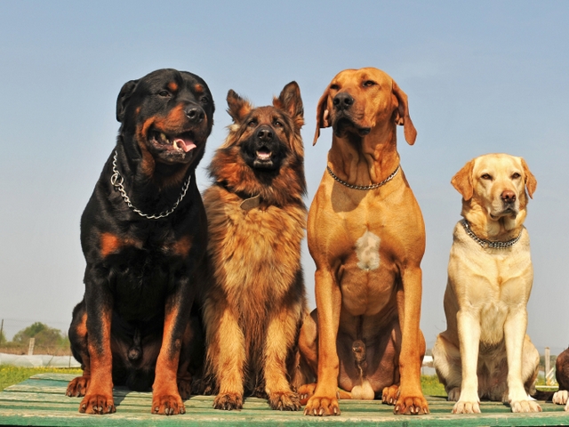 Крупные породы собак в Кеми | ЗооТом портал о животных